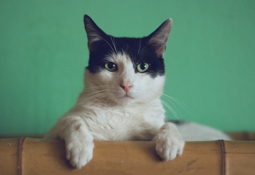 A cat resting at home